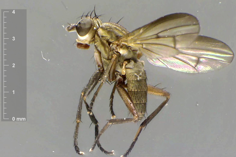 Pherbellia cinerella